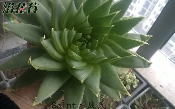 芦荟女王的养殖方法