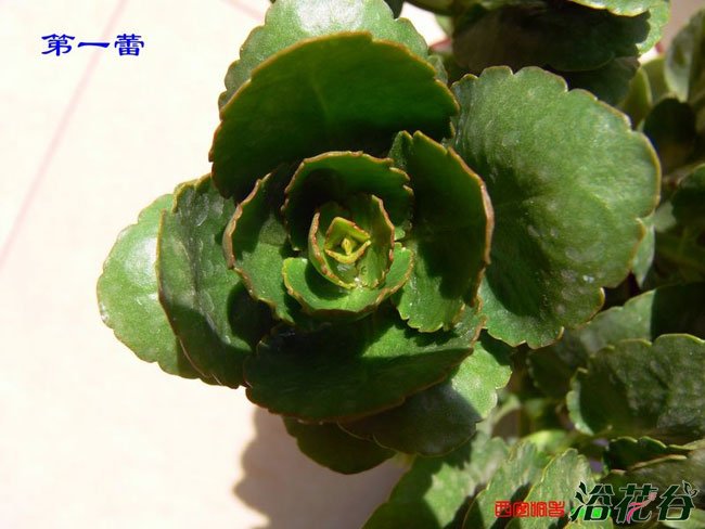 长寿花打顶与摘心(图解)
