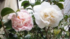 茶花怎么养(花友心得)