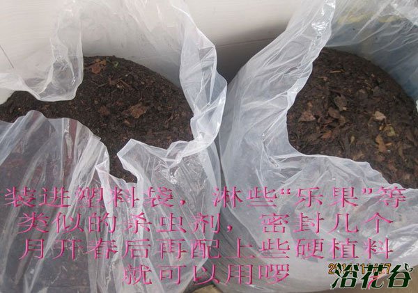 腐叶土制作(图文)