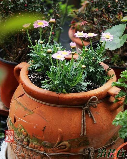 花盆碎了怎么办