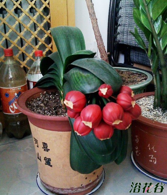 <a href='https://www.861230.com/guanhuazhiwu/6588.html' target='_blank'><u>君子兰</u></a>花后管理