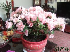 杜鹃花好养吗