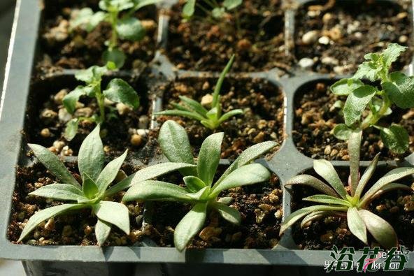 露薇花播种到开花全过程图解