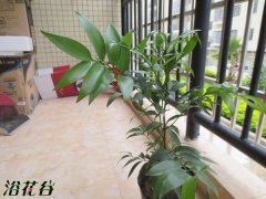竹柏怎么养