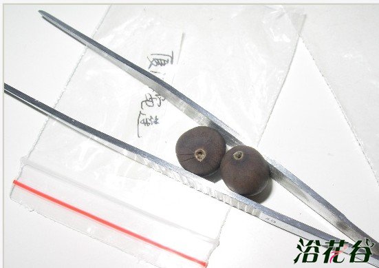 碗莲的养殖方法和注意事项