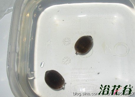 碗莲的养殖方法和注意事项