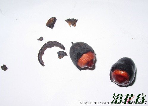 碗莲的养殖方法和注意事项