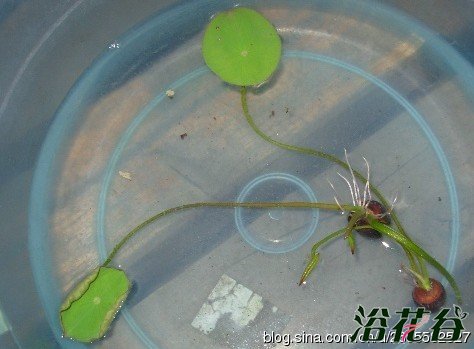 碗莲的养殖方法和注意事项