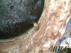 碗莲种藕种植方法图解