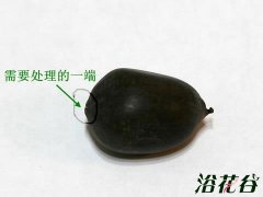 碗莲的养殖方法和注意事项