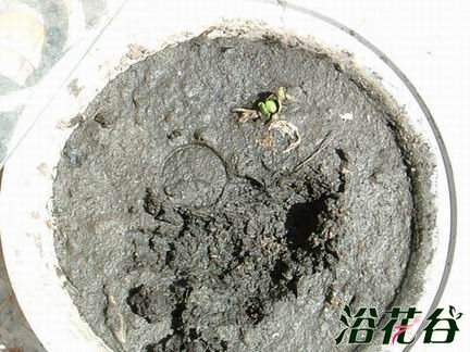碗莲藕根的种植方法