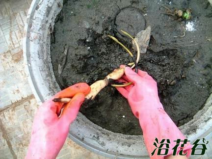 碗莲藕根的种植方法