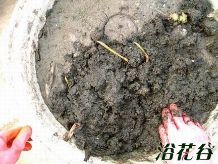 碗莲藕根的种植方法