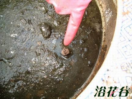 碗莲藕根的种植方法