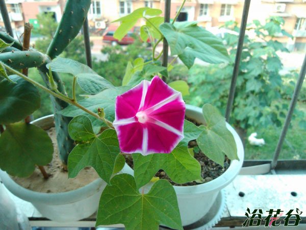 <a href='https://www.861230.com/guanhuazhiwu/6858.html' target='_blank'><u>牵牛花</u></a>怎么种