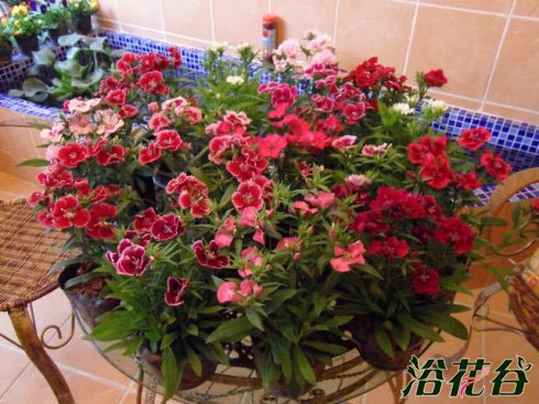 <a href='https://www.861230.com/guanhuazhiwu/6808.html' target='_blank'><u>石竹</u></a>花怎么养