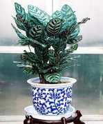 美丽竹芋的养殖方法