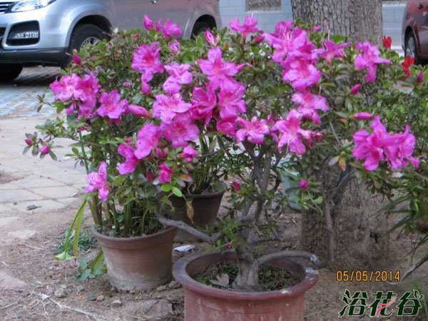 盆栽<a href='https://www.861230.com/guanhuazhiwu/31.html' target='_blank'><u>杜鹃花</u></a>怎么养