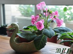 迷你岩桐怎么养