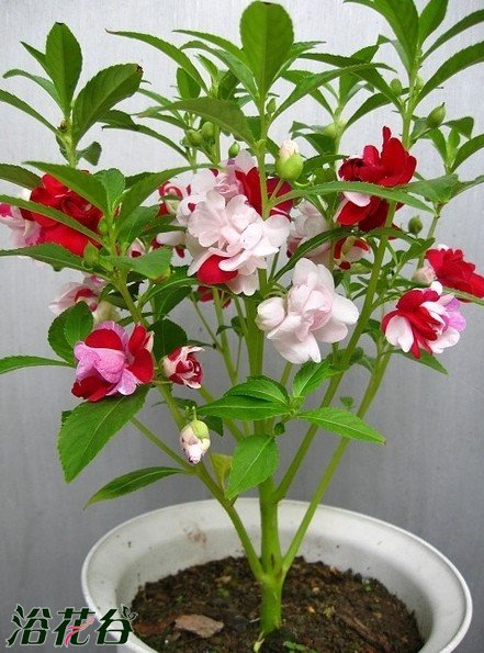 中国凤仙花怎么种