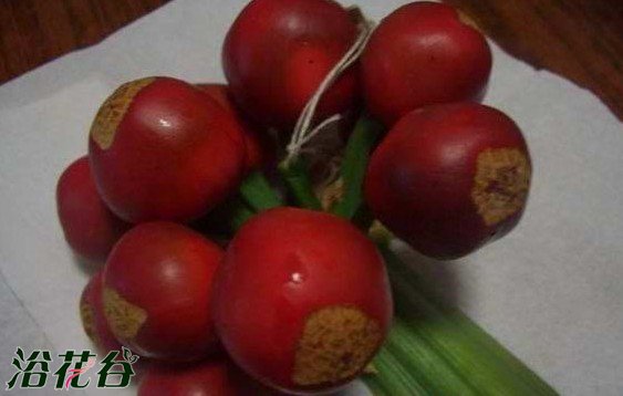 <a href='https://www.861230.com/guanhuazhiwu/6588.html' target='_blank'><u>君子兰</u></a>种子种植方法