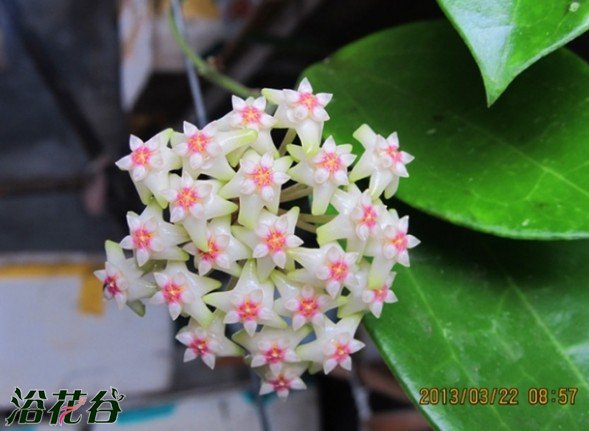 <a href='https://www.861230.com/guanhuazhiwu/6770.html' target='_blank'><u>球兰</u></a>为什么不开花