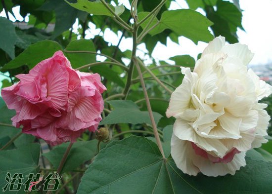 <a href='https://www.ahuacao.com/guanhuazhiwu/1064.html' target='_blank'><u>芙蓉花</u></a>怎么养