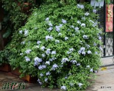 蓝雪花怎么养