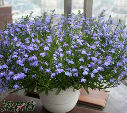 翠蝶花播种时间