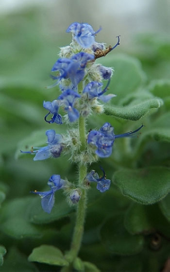 碰碰香开花吗