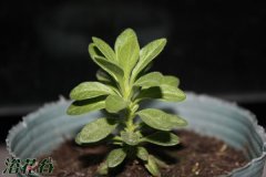 百万小铃的摘心方法（图文）