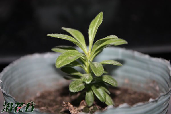 百万小玲的摘心方法（图文）