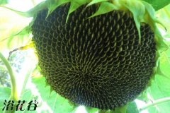向日葵的花期管理方法