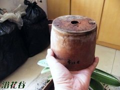 君子兰如何换土_最详细的君子兰换土介绍
