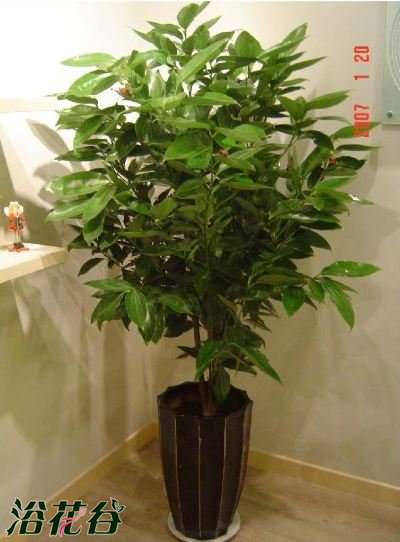 平安树的养殖方法和注意事项