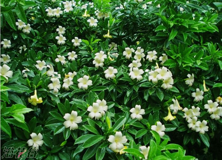 非洲<a href='https://www.861230.com/guanhuazhiwu/10.html' target='_blank'><u>茉莉</u></a>的养殖方法和注意事项