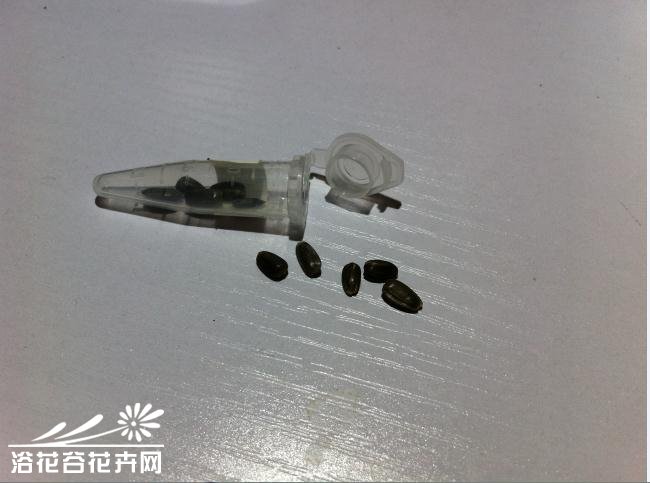 矮向日葵种植方法（从播种到开花）