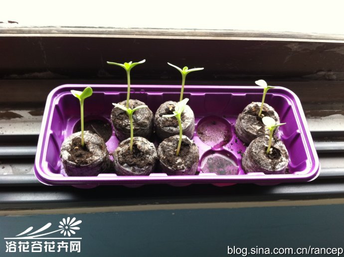 矮向日葵种植