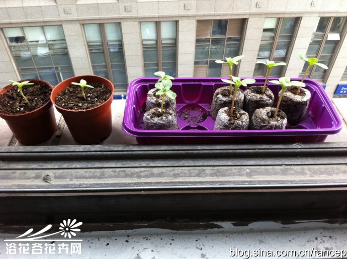 矮向日葵种植