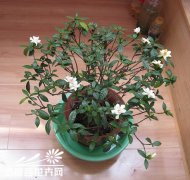 北方家庭养殖栀子花