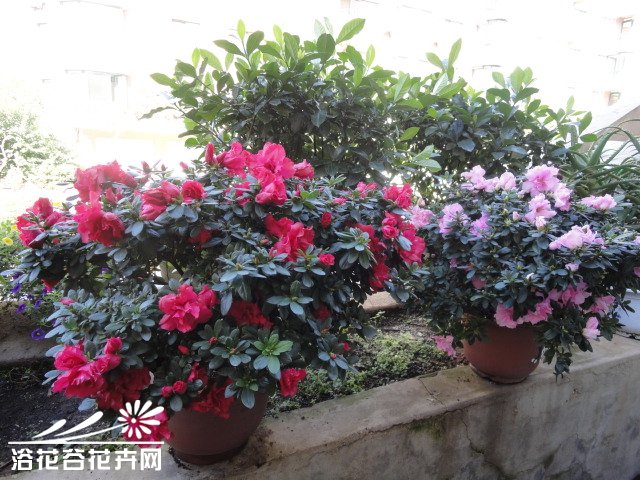 <a href='https://www.861230.com/guanhuazhiwu/31.html' target='_blank'><u>杜鹃</u></a>怎么养