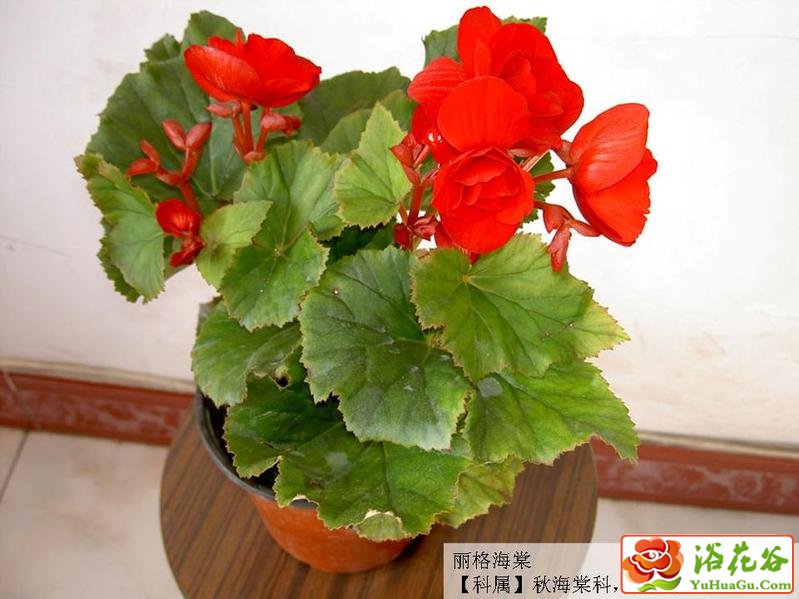 如何养护<a href='https://www.861230.com/guanhuazhiwu/6747.html' target='_blank'><u>丽格海棠</u></a>
