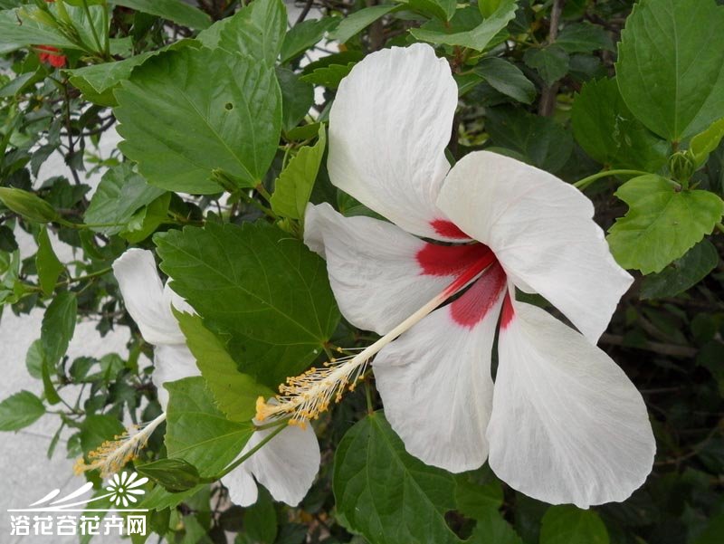 家庭盆栽<a href='https://www.861230.com/guanhuazhiwu/6680.html' target='_blank'><u>扶桑</u></a>