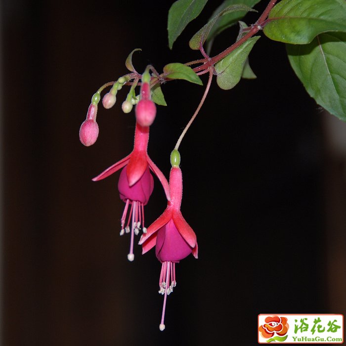 <a href='https://www.861230.com/guanhuazhiwu/6749.html' target='_blank'><u>倒挂金钟</u></a>的养殖方法