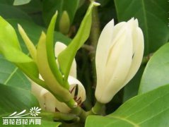 白兰花的栽培管理