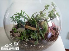 如何瓶栽观赏植物