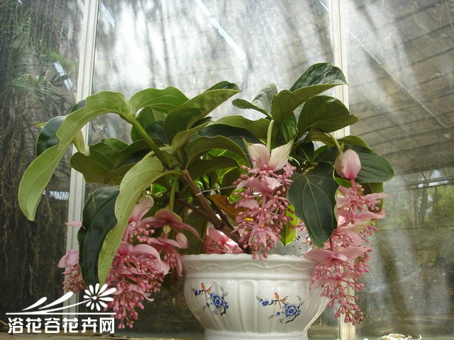 宝莲灯花的养殖方法