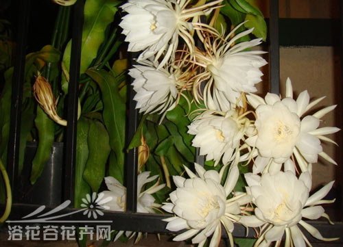 深度了解昙花