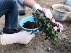 杜鹃花换盆后养护要点